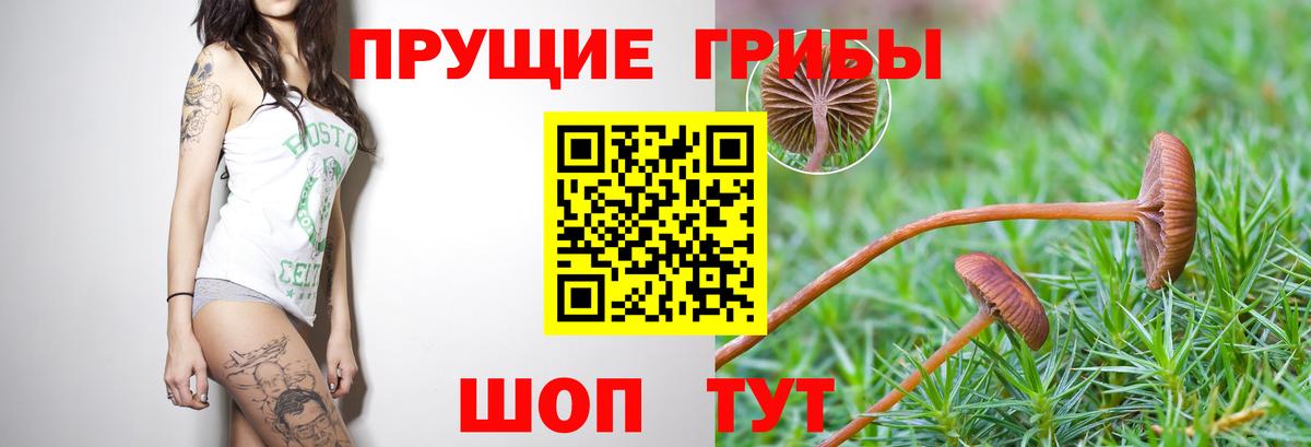 где найти наркотики  Галлюциногенные грибы GOLDEN TEACHER  Псилоцибиновые грибы Psilocybine cubensis  Вход с VPN  Гатчина 